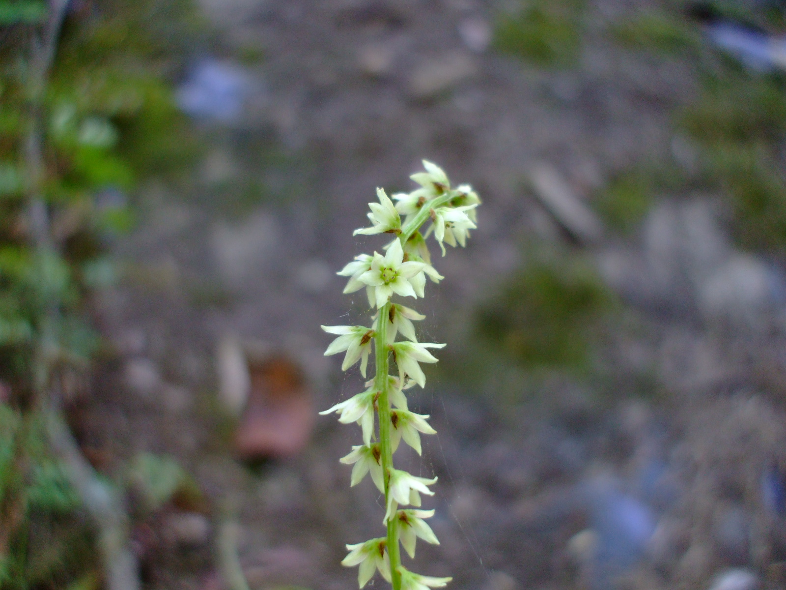 Stenanthium gramineum